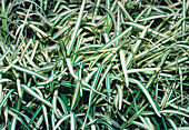 Saint Augustine grass (Stenotaphrum sp.)