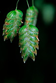 Greater quaking grass (Briza maxima)