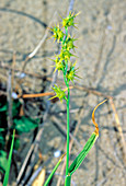 Sandbur grass (Cenchrus incertus)