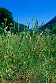 Timothy grass (Phleum ambiguum)