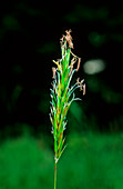 Sweet vernal grass,Anthoxanthum odoratum