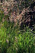 Grass flowers