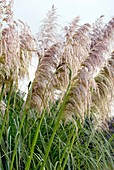 Pampas grass (Cortaderia selloana)