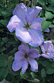 Clematis 'Special Occasion' flowers