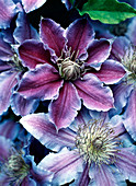 Clematis 'Captitaine Thuilleaux' flowers
