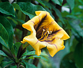 Solandra maxima flower
