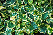 English ivy (Hedera helix 'Golden Child')