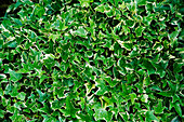 English ivy (Hedera helix 'Kolibri')