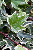 Ivy (Hedera helix 'Silver King')