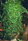 Creeping fig (Ficus pumila)