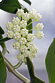 Porcelain flower (Hoya pachyclada)