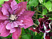 Clematis 'Picardy'