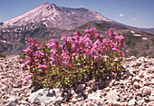 Wild flowering plant