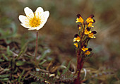 Mountain avens and upright lousewort