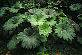 Gunnera plant
