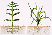 Plant comparison