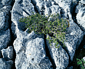 Stunted tree on limestone pavement