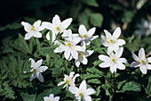 Wood anemones