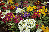 Selection of primroses (Primula vulgaris)