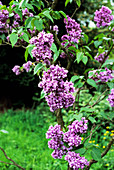Mrs Edward Harding lilac flowers