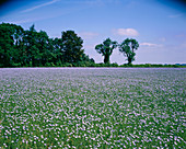 Perennial flax
