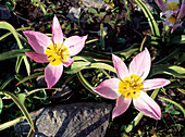 Rock tulips