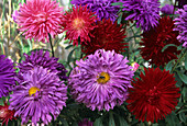 Aster plants