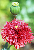 Opium poppy flower and seed head