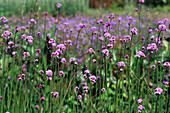 Purpletop verbena flowers