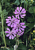 Catchfly flowers