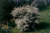 Bridal wreath (Spirea arguta)