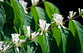 Amur honeysuckle flowers (Lonicera sp.)