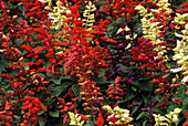 Sage flowers (Salvia 'Series Red Vista')