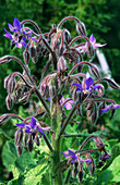 Clary sage flowers (Salvia sclarea)