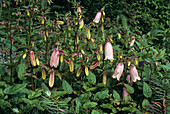 Bellflowers (Campanula punctata)