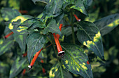 Cigar flowers (Cuphea cyanea)