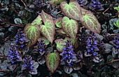 Barrenwort and bugle plants