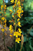 Wachendorfia thyrsiflora flowers