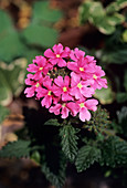 Verbena 'Coral Pink' flowers