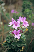 Cape mallow flowers