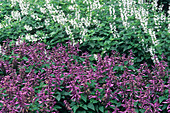 Sage flowers (Salvia splendens)
