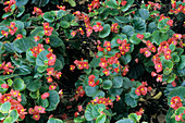 Wax begonia (Begonia semperflorens)