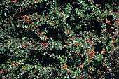 Cotoneaster (Cotoneaster microphyllus)