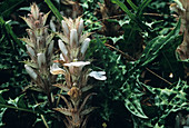 Mountain acanthus (Acanthus montanus)