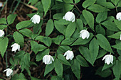Anemone flowers (Anemone trifolia)
