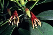 Black mangrove flowers (Bruguiera sp.)