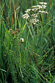 Whorled caraway (Carum verticillatum)
