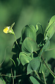 Yellow vetchling flower (Lathyrus aphaca)