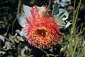 Mottlecah flower
