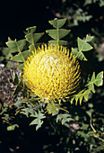 Banksia flower head